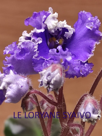 225. LE LORYANE SYAIVO